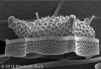 diatom diatom