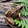frogs frogs