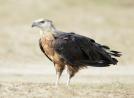 pallaseagle pallaseagle