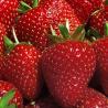 strawberries2 strawberries2
