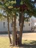 treehouse treehouse
